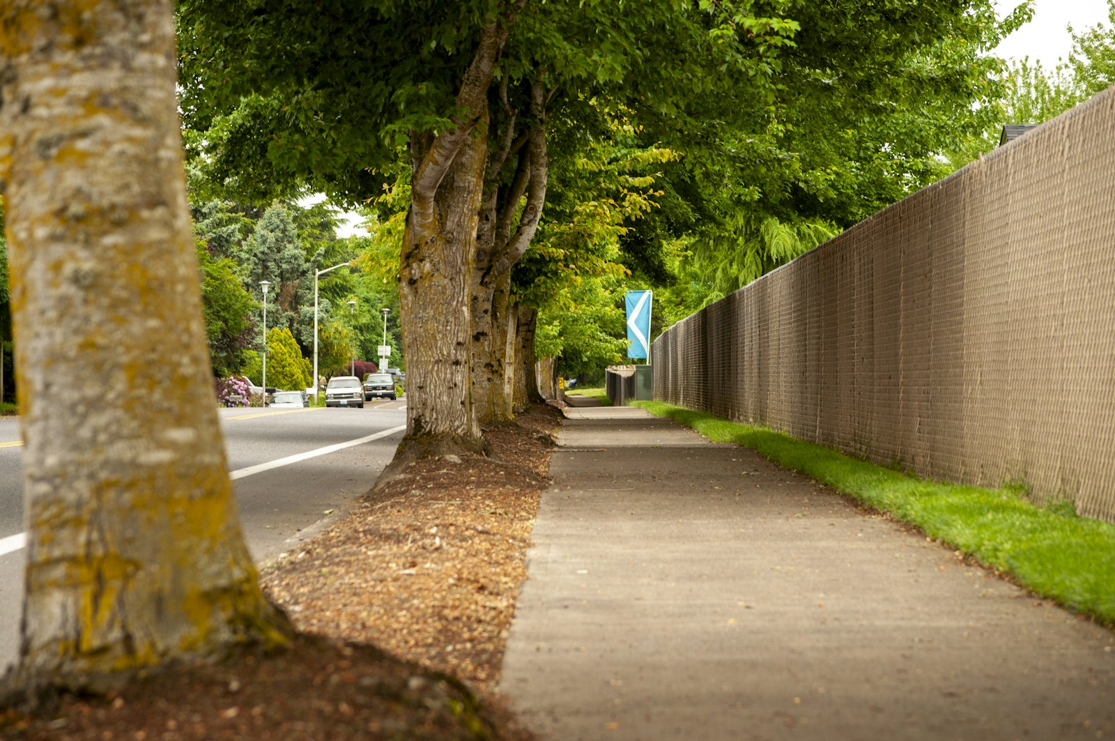 Concrete sidewalk running beneath a row of mature trees beside a street